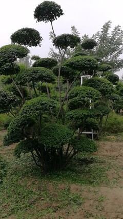 小葉女貞造型樹品種圖鑒與種植經營指南